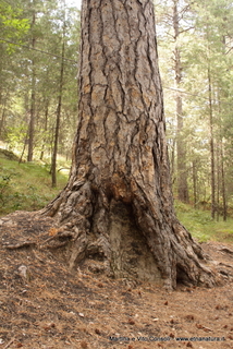 ppinazzu-05-08-2014 16-41-29